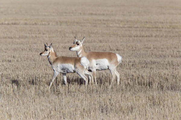 Antelope preria Pronghorn — Zdjęcie stockowe