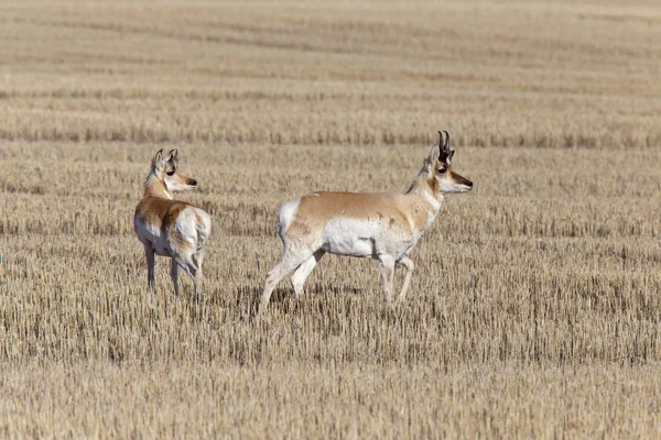 Prairie Pronghorn Antelope — Stock Photo, Image