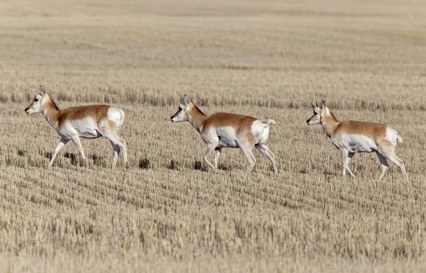 Antílope de pronghorn da pradaria — Fotografia de Stock