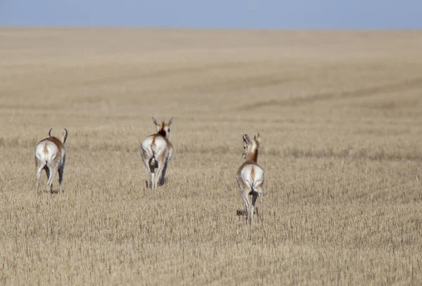 Antilope della prateria della prateria di Prateria Pronghorn — Foto Stock