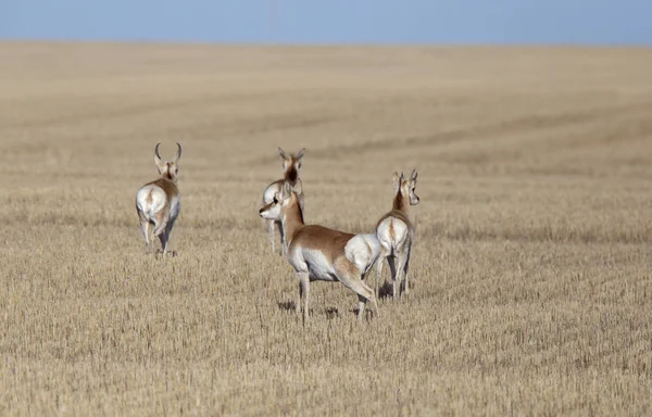 Prärie pronghorn Antelope — Stockfoto