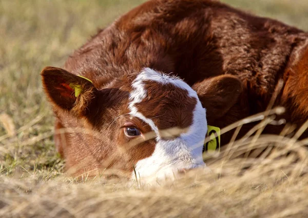 Sığır Calving Sezon — Stok fotoğraf