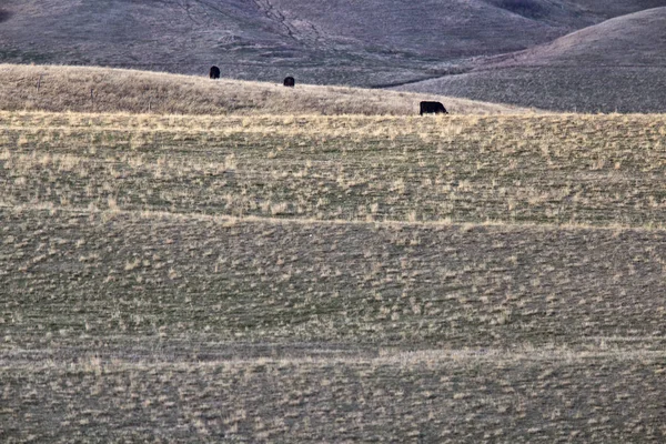 Prairie Rural Agriculture — Stock Photo, Image