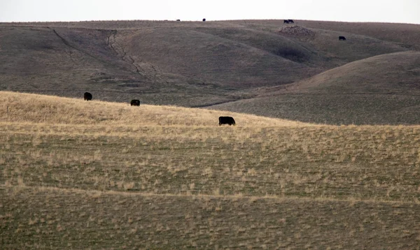 Prairie falusi mezőgazdaság — Stock Fotó