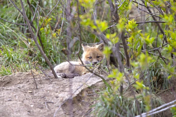 Kits de raposa perto de Den — Fotografia de Stock