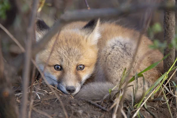 Fox Kits nära den — Stockfoto