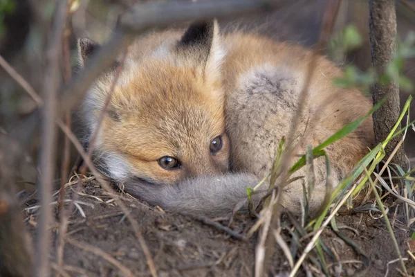 Fox Kits Near Den — Stock Photo, Image