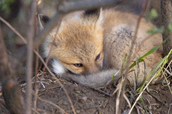 Fox Kits Near Den — Stock Photo, Image