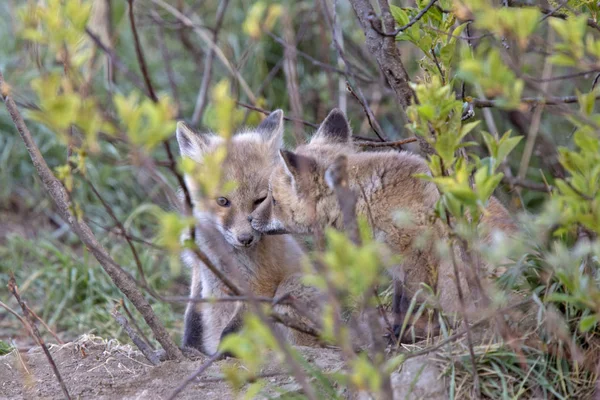 Fox Kits yakın den — Stok fotoğraf