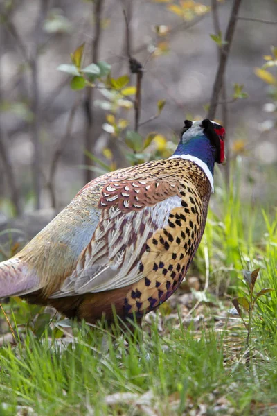 Ring Necked Pheasant — Stock Photo, Image