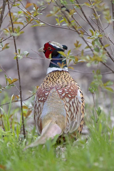 Ring Necked Pheasant — Stock Photo, Image