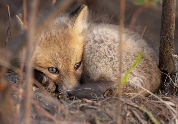 Fox Kits nära den — Stockfoto