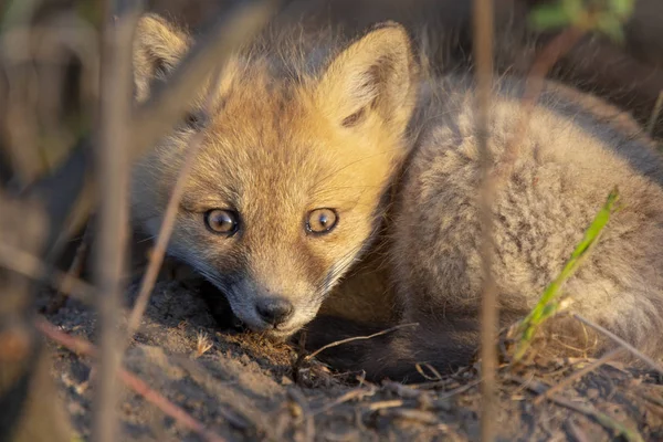 Fox Kits nära den — Stockfoto