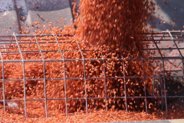 Saskatchewan 'da tohumlama