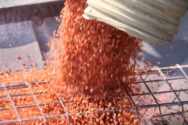 Saskatchewan 'da tohumlama