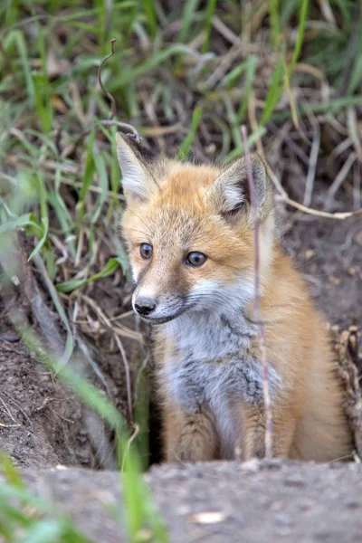 Fox Kits Near Den — Stock Photo, Image