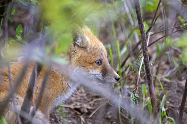 Fox Kits nära den — Stockfoto