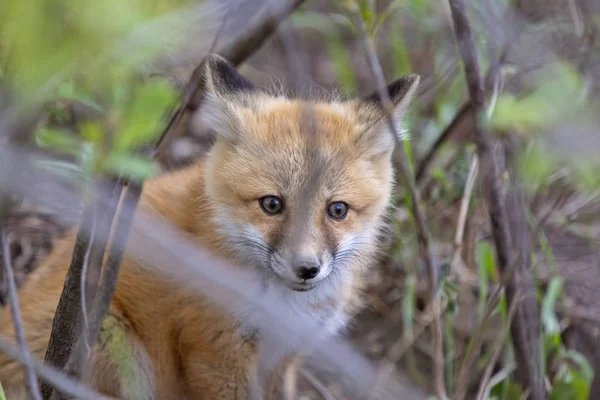 Fox zestawy w pobliżu Den — Zdjęcie stockowe