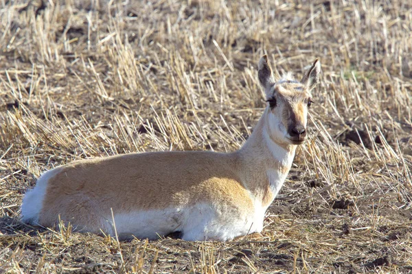 Pronghorn Antelope Prairie —  Fotos de Stock