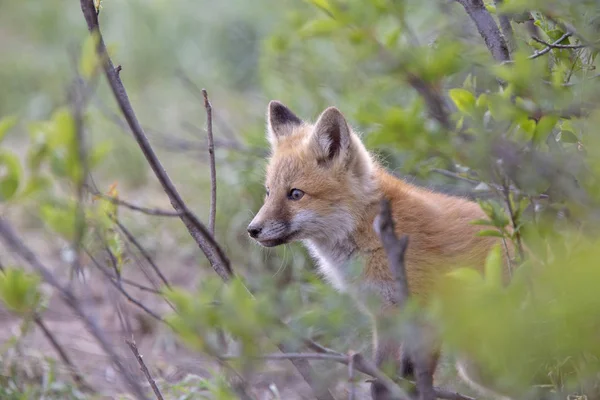 Fox Kits nära den — Stockfoto