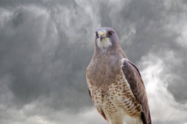 Swainsons Hawk Prairie