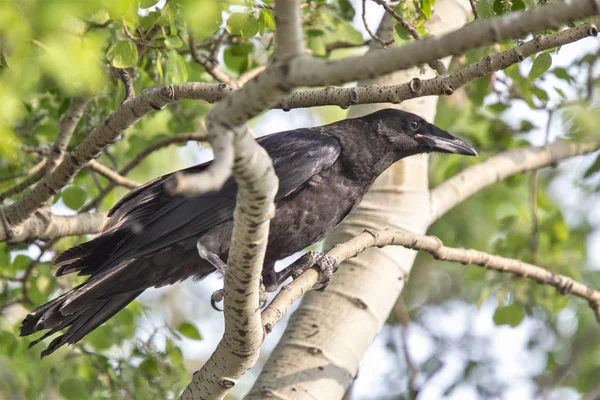 Cuervo en árbol —  Fotos de Stock