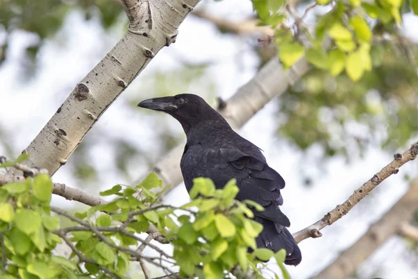 Raven in Tree — Stock Photo, Image