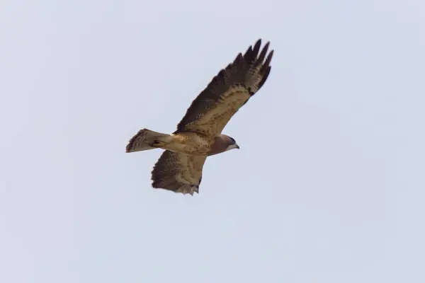 Swainsons Hawk Prairie — Stock Photo, Image