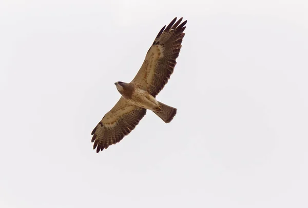 Swainsons Hawk Prairie — Stockfoto