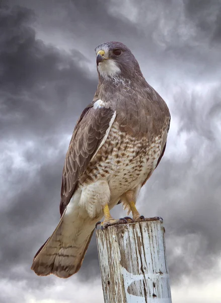 Swainsons Hawk Prairie — Zdjęcie stockowe