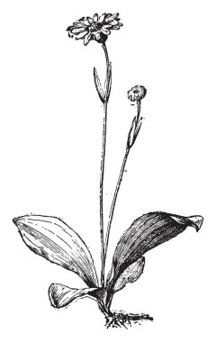 Arnica, vintage illüstrasyon kazınmış. Sözlük kelimeler ve şeyler - Larive ve Fleury - 1895