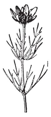 Adonis, vintage illüstrasyon kazınmış. Sözlük kelimeler ve şeyler - Larive ve Fleury - 1895