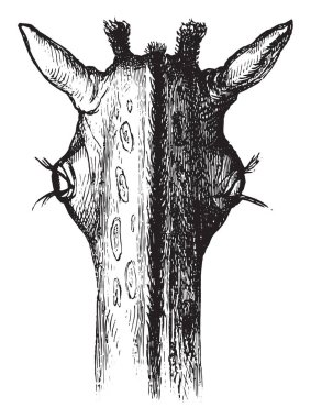 Zürafa, gözleri vintage oyma.