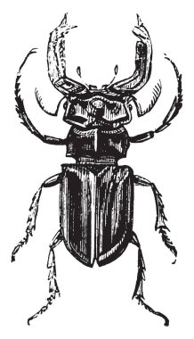 Lucanus cervus, vintage illüstrasyon kazınmış.
