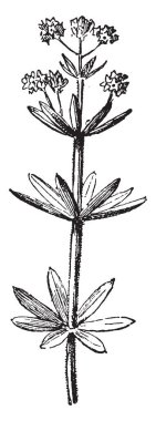 Woodruff, vintage illüstrasyon kazınmış. Sözlük kelimeler ve şeyler - Larive ve Fleury - 1895