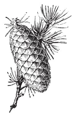 Sedir, vintage illüstrasyon kazınmış. Sözlük kelimeler ve şeyler - Larive ve Fleury - 1895