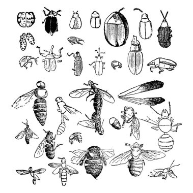 Böcekler bir fosil statevintage bulundu Miyosen dönemi illüstrasyon kazınmış. Adam 1886 önce toprak. 