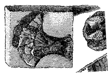 İlk balık, Devoniyen dönemde, Cephalaspis lloydii ve Pteraspis rostratus, vintage illüstrasyon kazınmış. 