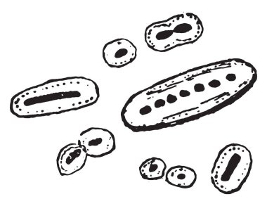 Pnömoni diplococcus, vintage illüstrasyon kazınmış.
