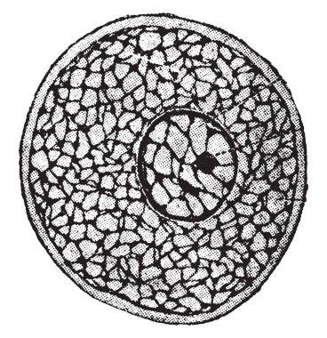 Son derece büyütülmüş, hücre, vintage oyulmuş illüstrasyon diyagramı