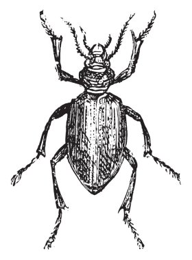 Calosoma sycophanta, vintage illüstrasyon kazınmış.