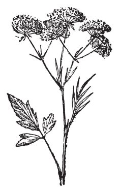 Anason, vintage illüstrasyon kazınmış. Sözlük kelimeler ve şeyler - Larive ve Fleury - 1895