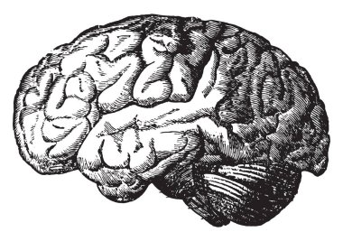 Beyin, vintage illüstrasyon kazınmış.