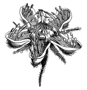 Loasa lateritia, gübreleme, vintage oyulmuş çizimde için stigma ayı stamens. 