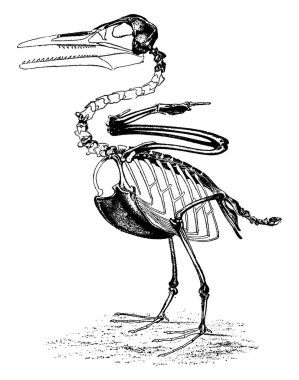 Kretase dönemi, Ichthyornis Victor Kuzey Amerika dişli kuşların vintage illüstrasyon kazınmış. Adam önce toprak 