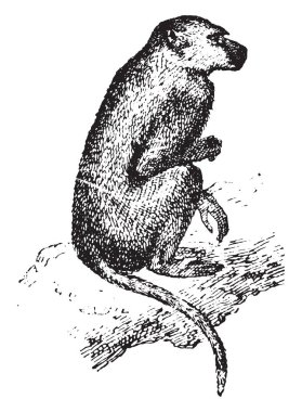 Babun, vintage oyma.