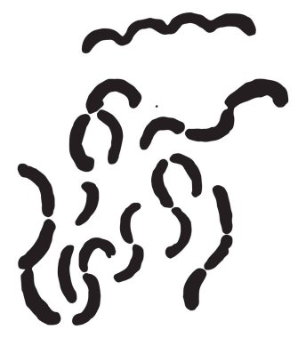 Spirillum kolera, vintage illüstrasyon kazınmış.