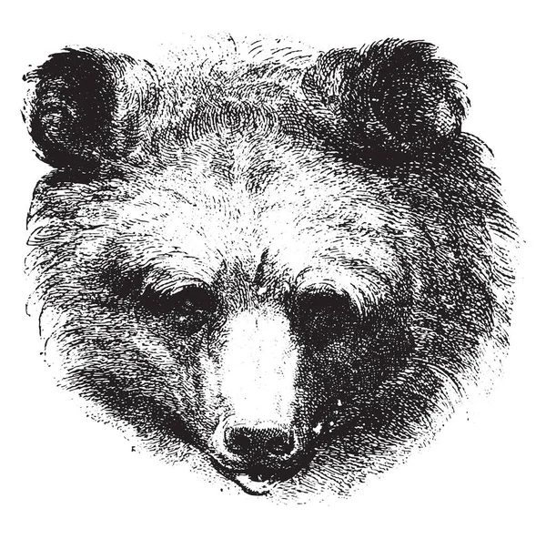 Αρκούδα Εκλεκτής Ποιότητας Χαραγμένο Εικονογράφηση Πριν Άνθρωπος 1886 — Διανυσματικό Αρχείο