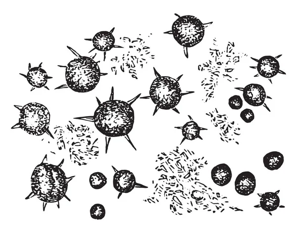 Urate Ammonium Acide Illustration Gravée Vintage — Image vectorielle