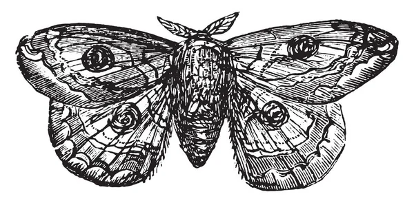 カイコ ビンテージの刻まれた図 — ストックベクタ